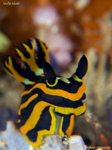 Tambja sp. by Stéphane Primatesta 